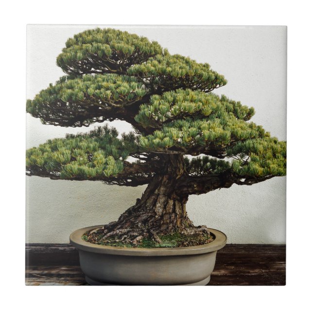 Japanese White Pine Bonsai Tree Ceramic Tile (Front)