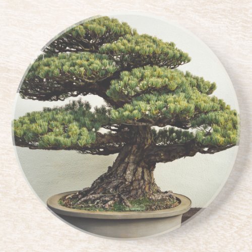 Japanese White Pine Bonsai Tree Drink Coaster