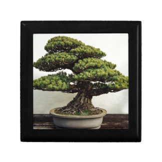 Japanese White Pine Bonsai Tree Gift Box