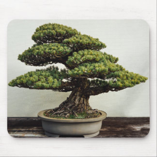 Japanese White Pine Bonsai Tree Mouse Pad