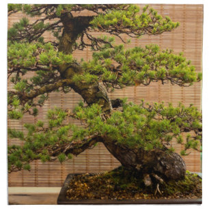 Japanese White Pine Bonsai Tree Photo Cloth Napkin