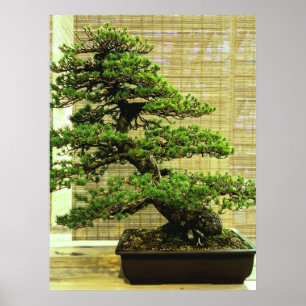 Japanese White Pine Bonsai Tree Photo Poster