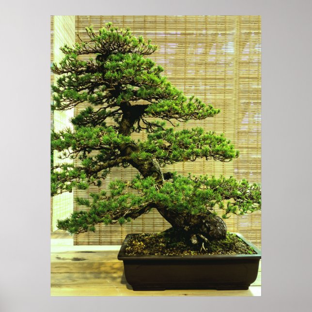 Japanese White Pine Bonsai Tree Photo Poster (Front)