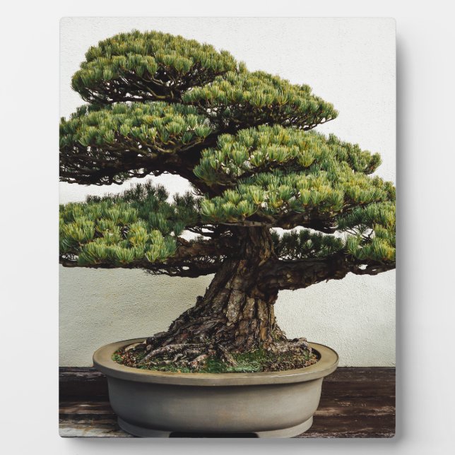 Japanese White Pine Bonsai Tree Plaque (Front)