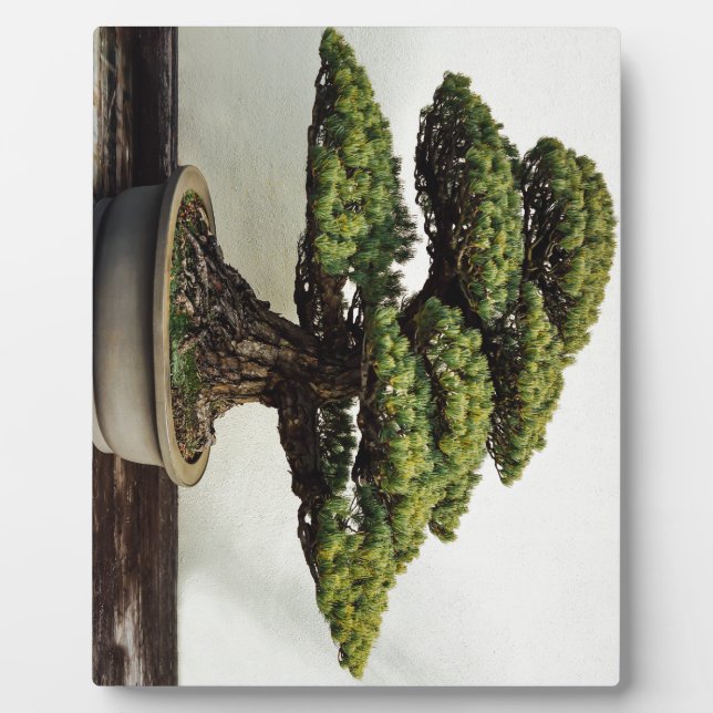 Japanese White Pine Bonsai Tree Plaque (Front)