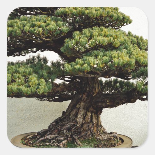 Japanese White Pine Bonsai Tree Square Sticker