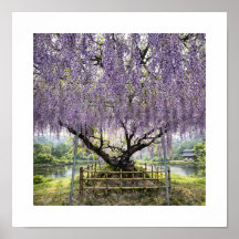 Japanese Wisteria – Art Print