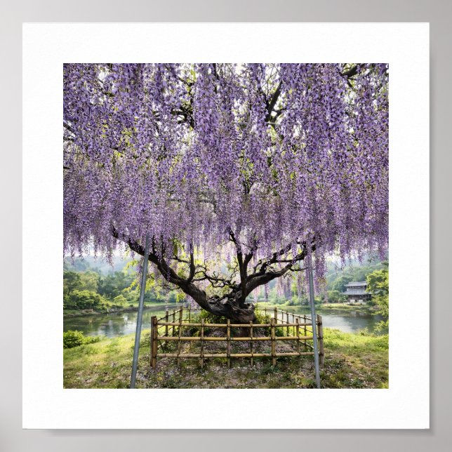 Japanese Wisteria – Art Print (Front)