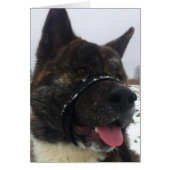 Japaness akita (Front)