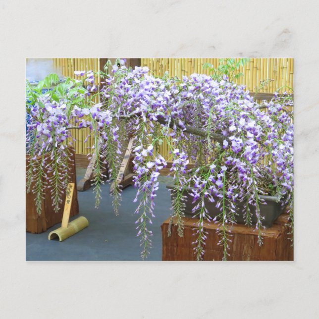 Japan's Scenery [Postcard] Postcard (Front)