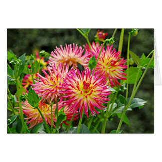 Jardin des Plantes-1 Cards