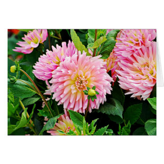 Jardin des Plantes-3 Cards
