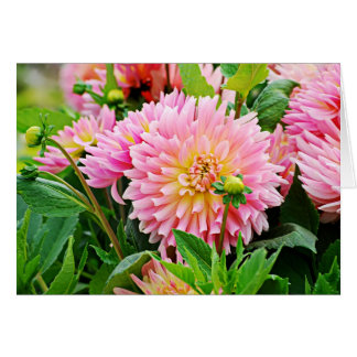 Jardin des Plantes-4 Cards