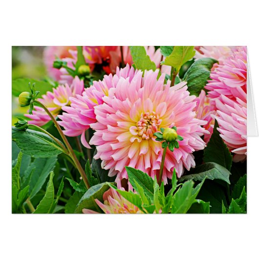 Jardin des Plantes-4 Cards (Front Horizontal)