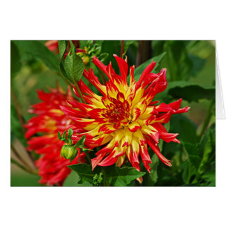 Jardin des Plantes-5 Cards