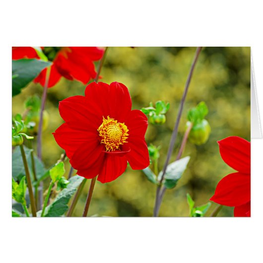 Jardin des Plantes-7 Cards (Front Horizontal)