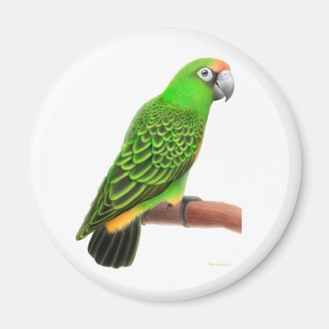 Jardines Parrot Magnet (Front)