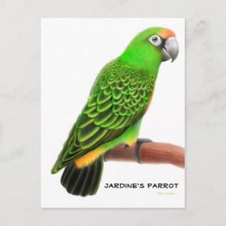Jardines Parrot Postcard