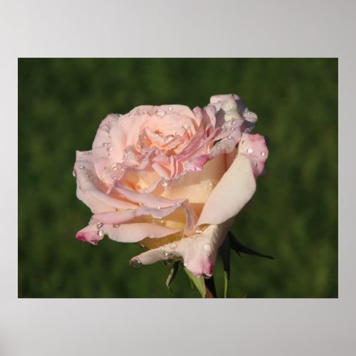 Jardins de Bagatelle Hybrid Tea Rose 054 Poster