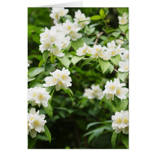 Jasmin flowers cards (Front)