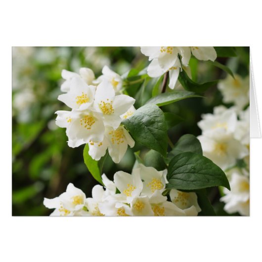 Jasmin flowers closeup cards (Front Horizontal)