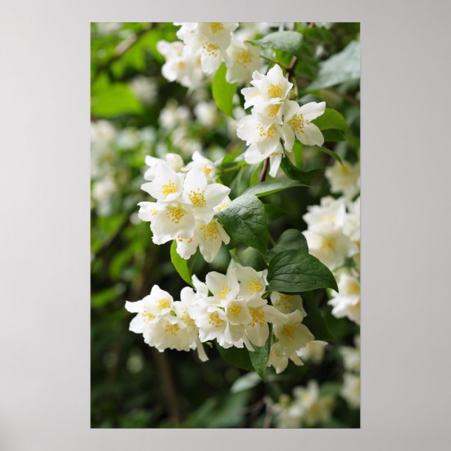 Jasmin flowers in the garden poster (Front)