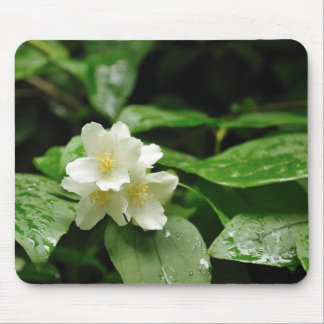 jasmin on mouse pad