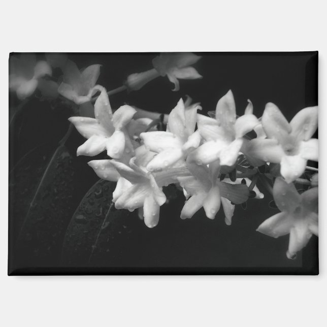 Jasmine Black and White Flowers Photograph Magnet (Front)