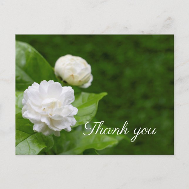 Jasmine flowers are on green thank you postcard (Front)