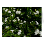 Jasmine Flowers Tropical Floral Botanical Card