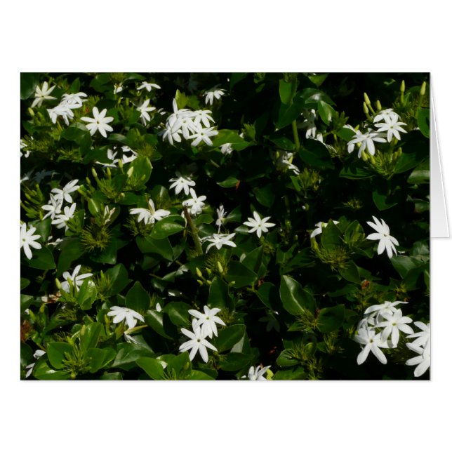 Jasmine Flowers Tropical Floral Botanical Card (Front Horizontal)