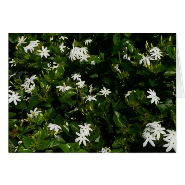 Jasmine Flowers Tropical Floral Botanical Cards (Front Horizontal)
