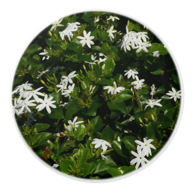 Jasmine Flowers Tropical Floral Botanical Ceramic Knob (Front)