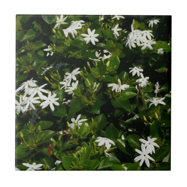Jasmine Flowers Tropical Floral Botanical Ceramic Tile (Front)