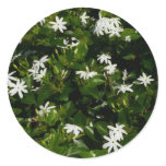 Jasmine Flowers Tropical Floral Botanical Classic Round Sticker