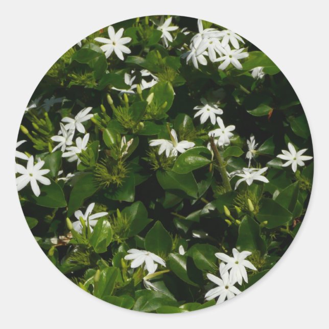 Jasmine Flowers Tropical Floral Botanical Classic Round Sticker (Front)