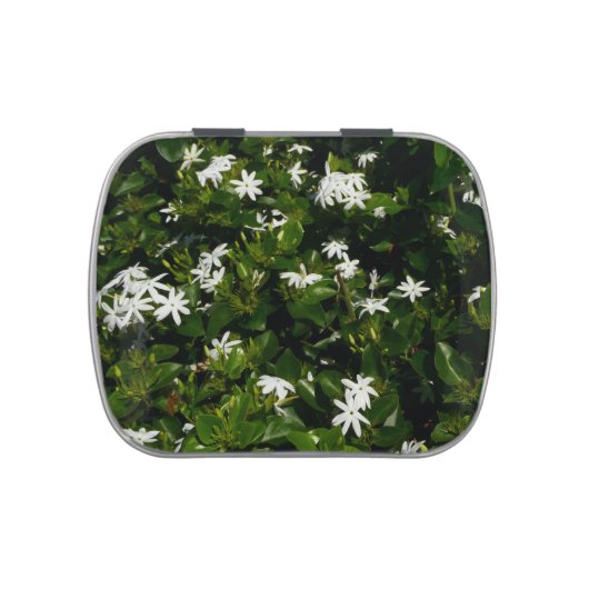 Jasmine Flowers Tropical Floral Botanical Jelly Belly Candy Tin (Top)