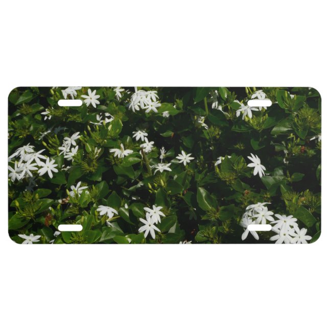 Jasmine Flowers Tropical Floral Botanical License Plate (Front)