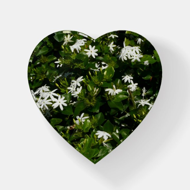 Jasmine Flowers Tropical Floral Botanical Paperweight (Front)