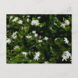Jasmine Flowers Tropical Floral Botanical Postcard