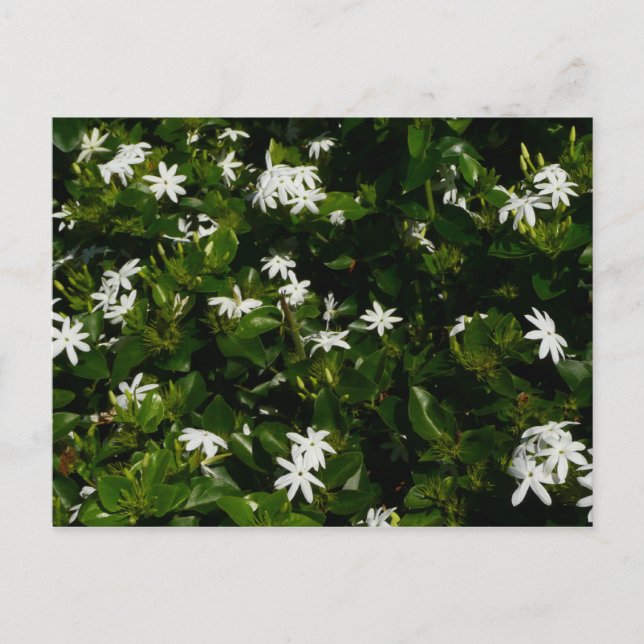 Jasmine Flowers Tropical Floral Botanical Postcard (Front)
