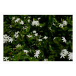Jasmine Flowers Tropical Floral Botanical Poster