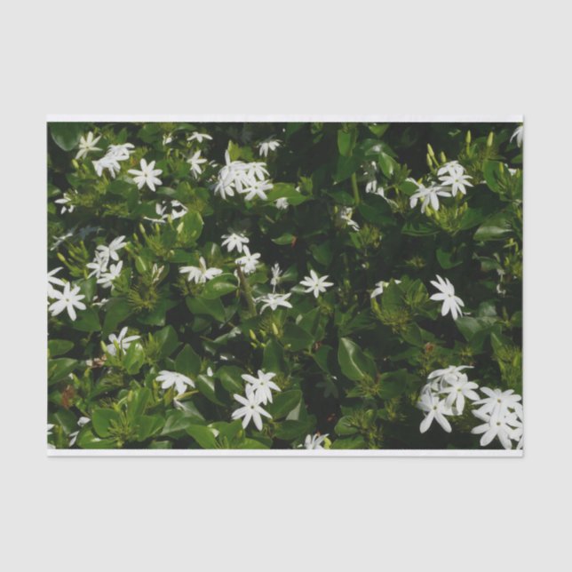 Jasmine Flowers Tropical Floral Botanical Tissue Paper (Front)