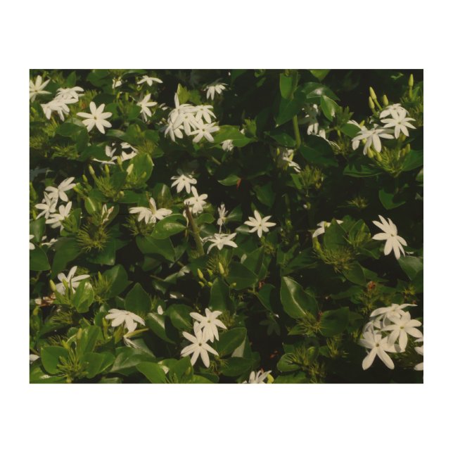 Jasmine Flowers Tropical Floral Botanical Wood Wall Art (Front)