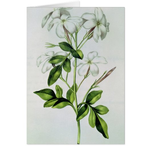 Jasmine, from 'La Guirlande de Julie' Cards (Front)