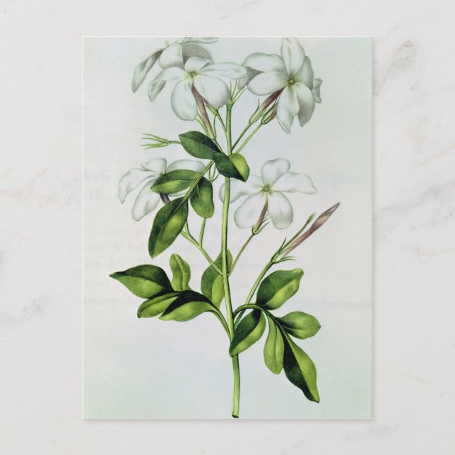 Jasmine, from 'La Guirlande de Julie' Postcard (Front)