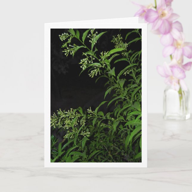Jasmine Plant at Night Portrait Card (Orchid)