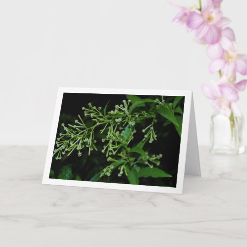 Jasmine Plant at Night Portrait Card