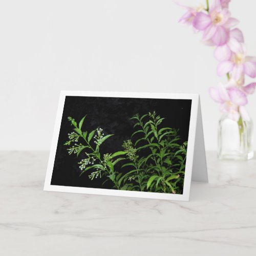 Jasmine Plant at Night Portrait Card