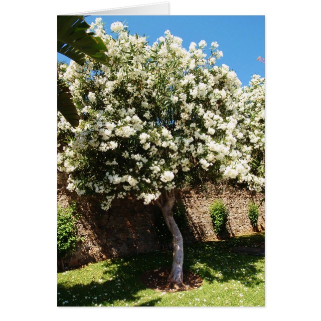 Jasmine Tree Cards (Front)